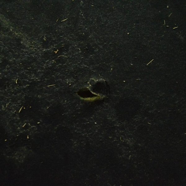 Изоляция капота VW Tiguan 09-17 (01) надрыв 5N0863831B